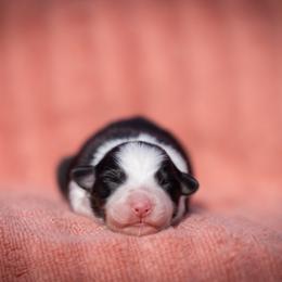 Soren - Black tri-color female Australian Shepherd puppy in Weatherford, Texas from Ridgestar Aussies