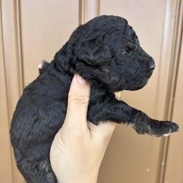 Black tri male - Black tri-color male Aussiedoodle puppy in Weeki Wachee, Florida from Pawprint Dreams Boarding and Kennel