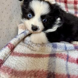 Bi female - Black & white female Toy Australian Shepherd puppy in Lemon Cove, California from Magic Ranch Mini Aussies