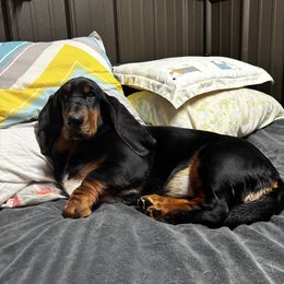 Lady - Basset Hound
