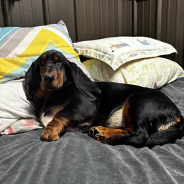 Lady - Basset Hound