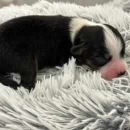 Lacy - Black tri female Toy Australian Shepherd puppy in Ambrose, Georgia from Brandilyn's Aussies