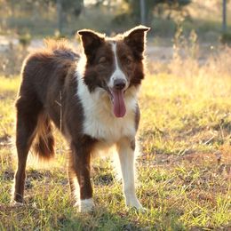Cocoa - Border Collie
