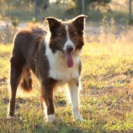 Cocoa - Border Collie