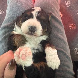 Male 1 - Tri-color male Bernedoodle puppy in Petersburg, Michigan from Brittany’s Mini Bernedoodles