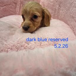 Bentley Boo (Dark blue collar) 2,200 - Cream male Dachshund puppy in Bristol, Tennessee from It's Mini Wieners Baby