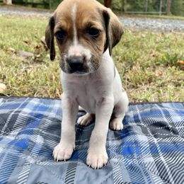 Boy 4 - American Foxhound puppy in Waxhaw, North Carolina from Setting Sun Kennel
