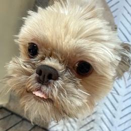 Darci Rose - Shih Tzu
