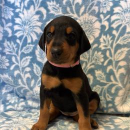 Eleanor - Black and rust female Doberman Pinscher puppy in Coplay, Pennsylvania from By My Side Germans Shepherds & Dobermans