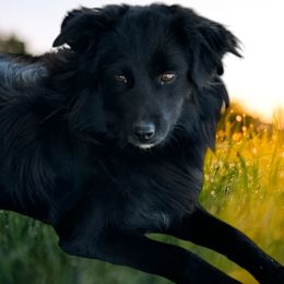 Kahluah - Black & white female Miniature Australian Shepherd puppy in Kim, Colorado from KNJ Aussies