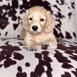 Dachshund Puppies from Diddle Bros Dachshunds