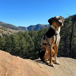 Catahoula Leopard Dog Puppies from ZM Catahoulas