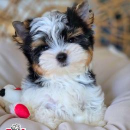 Charlie - Black tan and white male Biewer Terrier puppy in California from Corazon de gigante