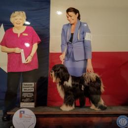 Angel - Tibetan Terrier