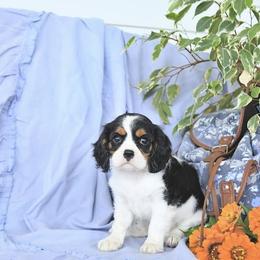 Kynslee - Tri-color female Cavalier King Charles Spaniel puppy in Sacramento, California from Blueberry Hill Cavaliers