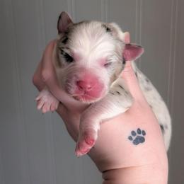 Oatmeal - Blue merle male Australian Shepherd puppy in Georgetown, Texas from River Reign Australian Shepherds