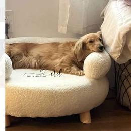 Cali - Dachshund