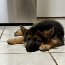 German Shepherd Puppies from Ewig Krieger Kennels