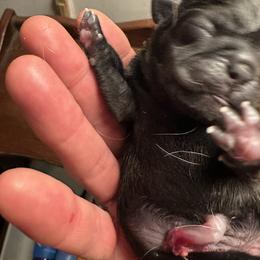 TBD - Black male Pug puppy in Boynton Beach, Florida from Camp Pug