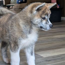 Boy 3 - Red male Japanese Akitainu puppy in South Carolina from Sierra Mountain Akitas