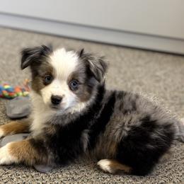 ACE - Blue merle male Toy Australian Shepherd puppy in Laurel, Nebraska from 4C Toy Aussies
