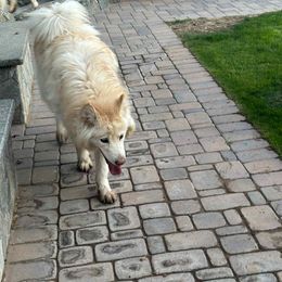 Sugar - White female Alaskan Malamute puppy in Sandy, Oregon from NORTH WINDS ALASKAN MALAMUTES