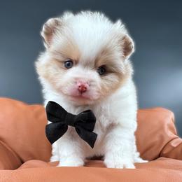Cruz - Chocolate merle male Pomeranian puppy in Menifee, California from Petite Poms Of CA
