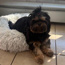Mia - Shih Tzu