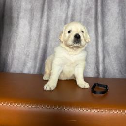 Male Pick 2 - Light golden male Golden Retriever puppy in Piedmont, South Carolina from The Farm at Saluda Ridge