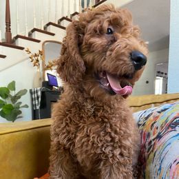 Balboa - Red  male Goldendoodle puppy in La Verne, California from Marshall Goldendoodles