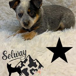 Black Collar - Blue male Australian Cattle Dog puppy in Kamiah, Idaho from Selway Australian Cattle Dogs