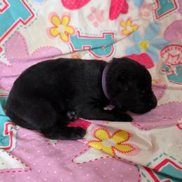 Purple - Black female German Shepherd puppy in Motley, Minnesota from Von Thomson Haus