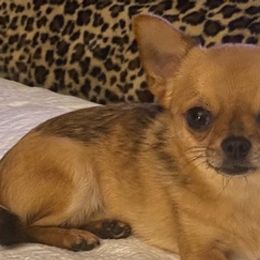 Chihuahuas from Joni's Chihuahuas