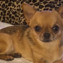 Chihuahuas from Joni's Chihuahuas