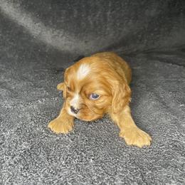 Cavalier King Charles Spaniel Puppies from Enchanted Cavaliers