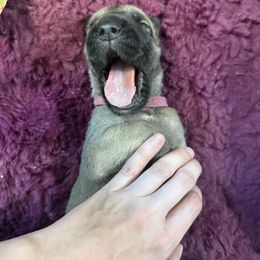 Cassiopeia - Fawn female Great Dane puppy in Ocala, Florida from Cloud9 Bedlingtons and Argos Danes