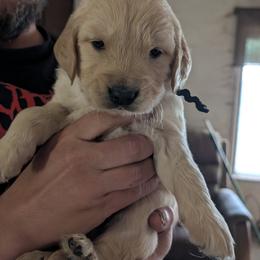 Mr. Black - Golden male Golden Retriever puppy in Yucaipa, California from Golden Kennel Breeders