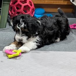Aussiedoodle Puppies from Ridgeview Aussiedoodles