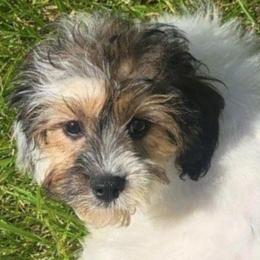 Ace - Tri-color male Cavapoo puppy in Lebanon, Kentucky from Mosaic Merle Doodles