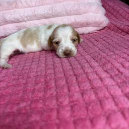 Marie - Piebald female Dachshund puppy in Lake City, Florida from My Ditzy Doxies of Florida