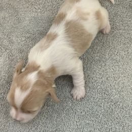 Cami - Red female Havanese puppy in Semmes, Alabama from Hayden's Havanese