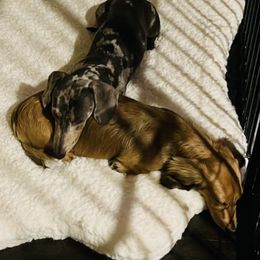 Dachshunds from Oscar Meyer’s Weenies