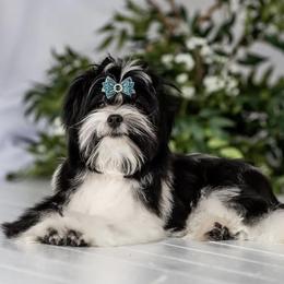 Russian Salon Dog and Yorkshire Terrier All Grown Up from Hunting Hills Petit Luxe Babydolls