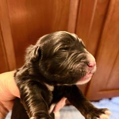 Blackjack - male Golden Mountain Dog puppy in Seville, Ohio from Retriever Ranch