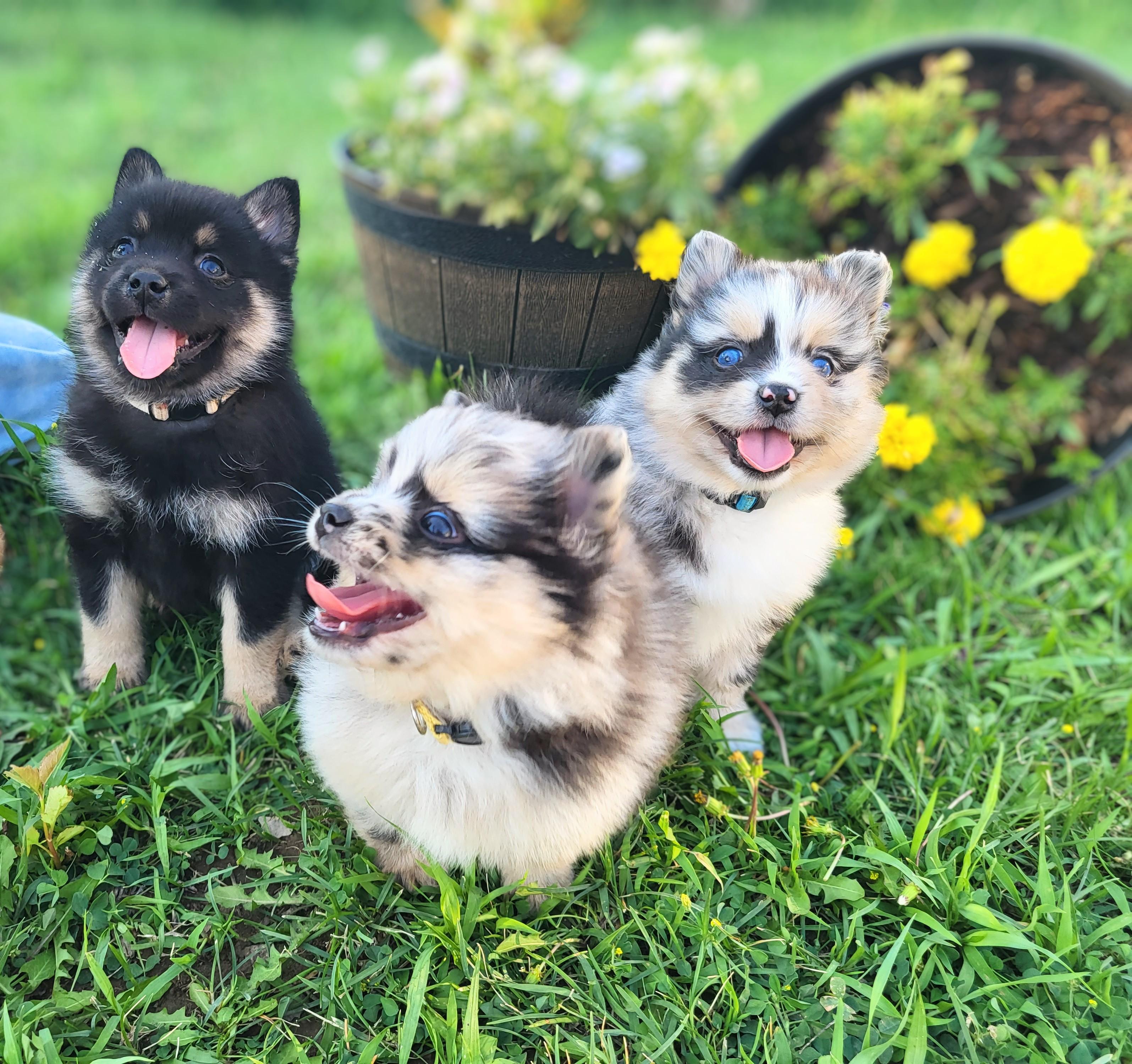 Nebula Ranch Pomskies In Washington Pomsky Puppies Good Dog Nebula Ranch Pomskies In Washington Pomsky Puppies Good Dog