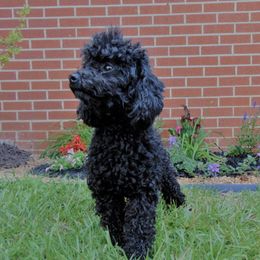 Willow  - Poodle
