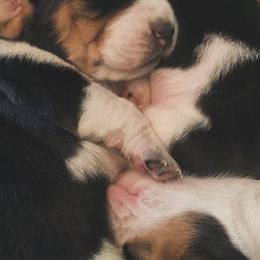 Basset Hounds from Heartsong Hounds