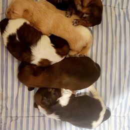 Puppy 3 - Black and white male Shih Tzu puppy in Belleville, Michigan from Patricia's Heavenly Earth Angels