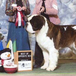 Saint Bernards from Cornerstone Saint Bernard's