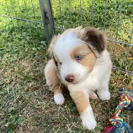 Cookie Dough - Red merle male Miniature Australian Shepherd puppy in Sonora, California from Quarle Ranch Mini Aussies